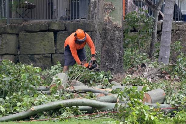 Best Tree Root Removal  in Murrells Inlet, SC